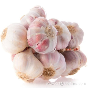 Fresh Chesnok Red Garlic For Export